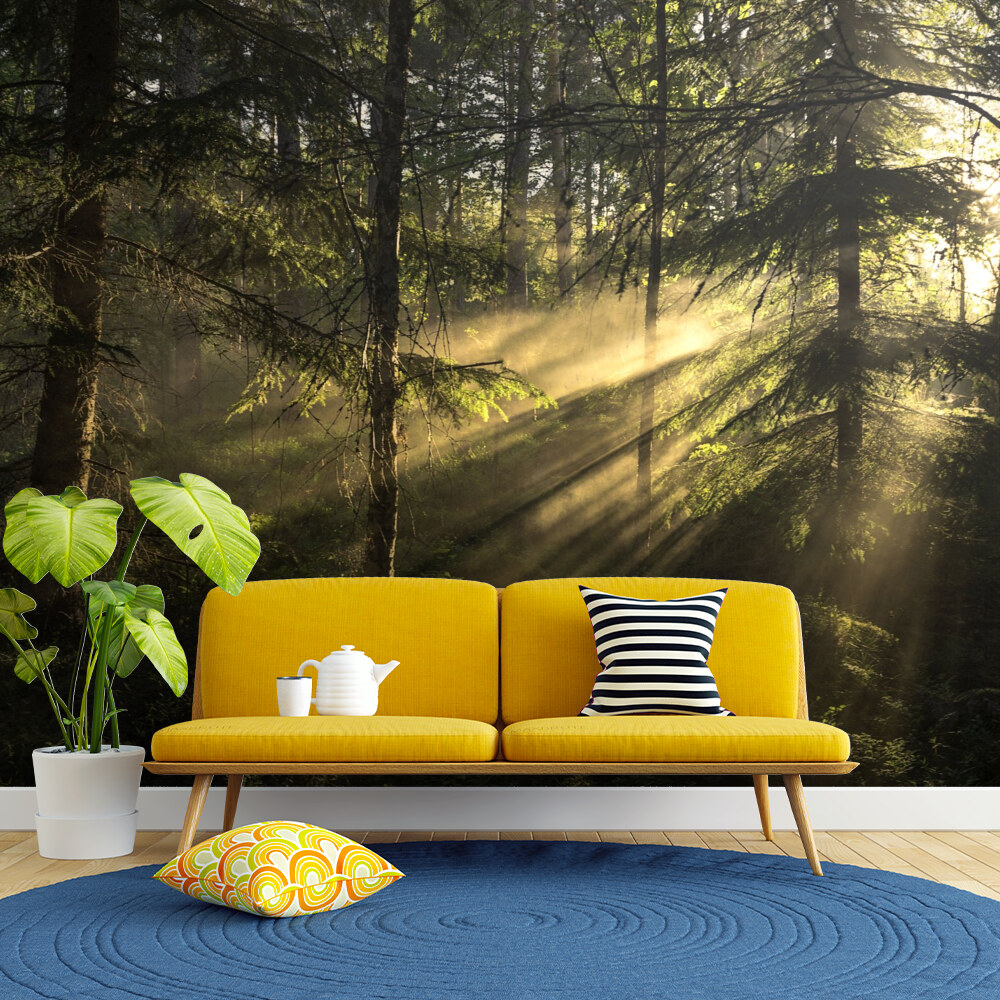 Forest Light Rays