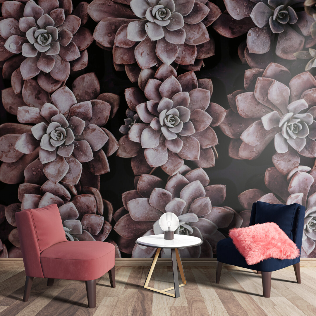 Serene Succulent Symphony