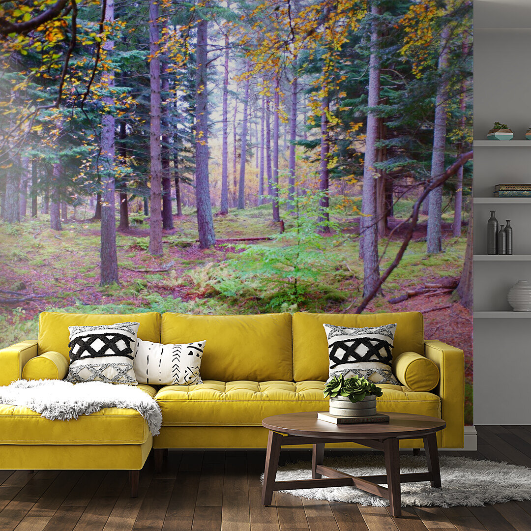 Enchanted Forest Morning